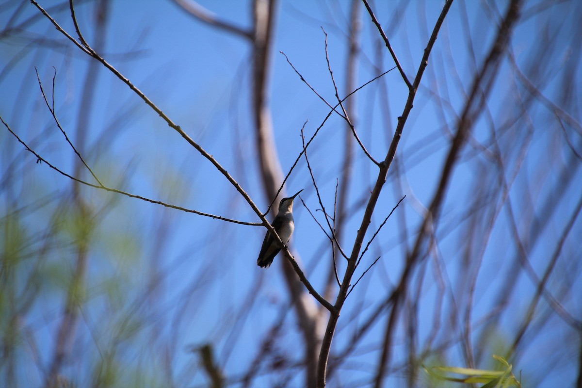 Ruby-throated/Black-chinned Hummingbird - ML643524428