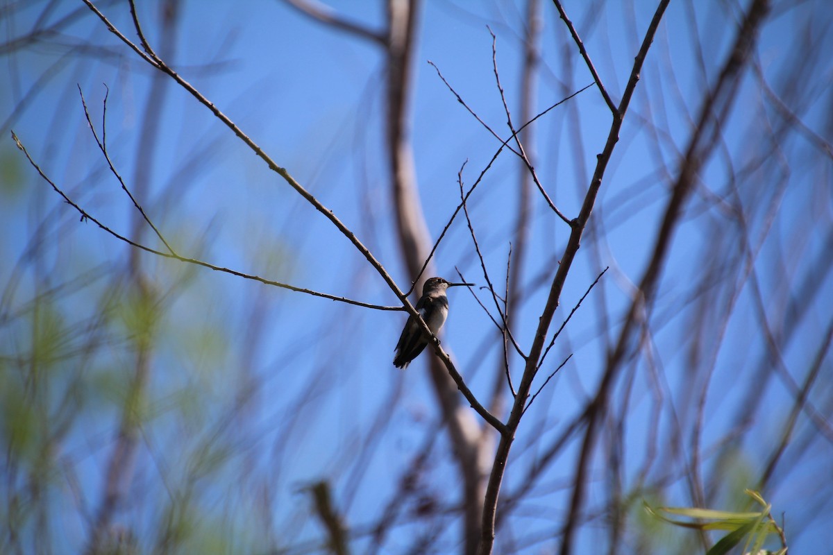 Ruby-throated/Black-chinned Hummingbird - ML643524429
