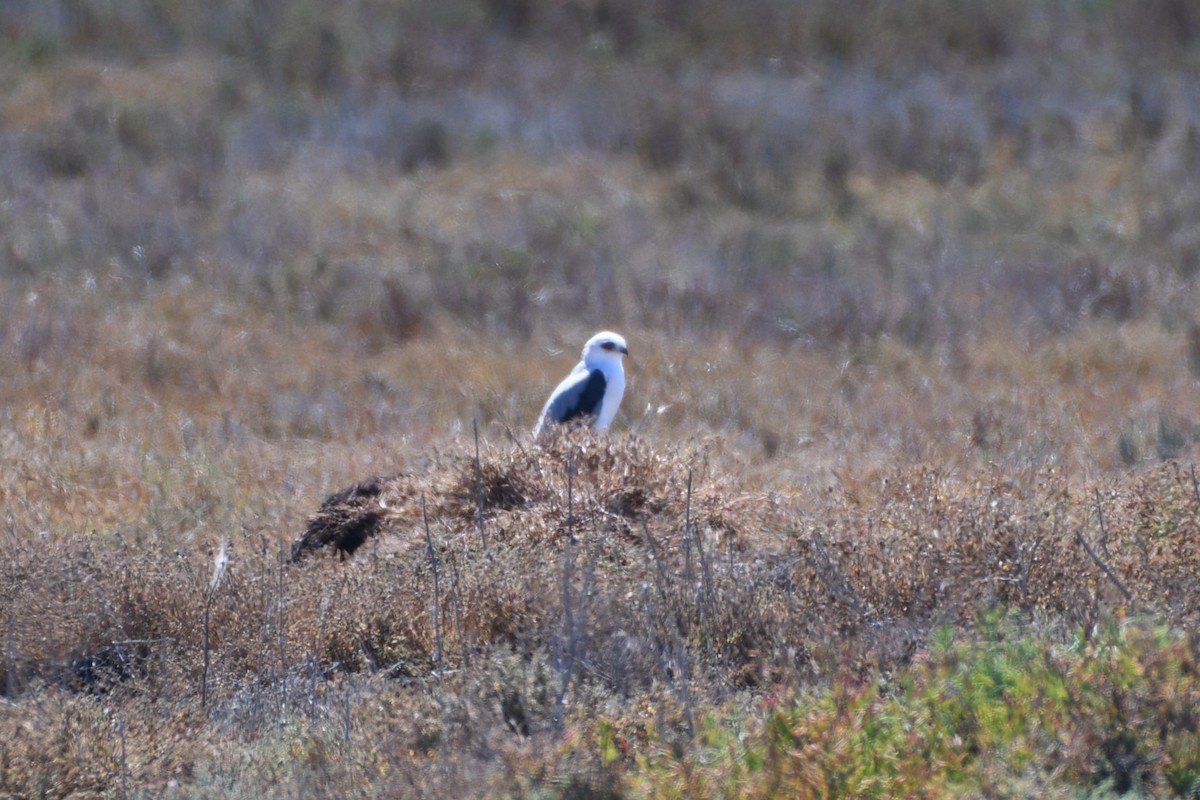 White-tailed Kite - ML643524430