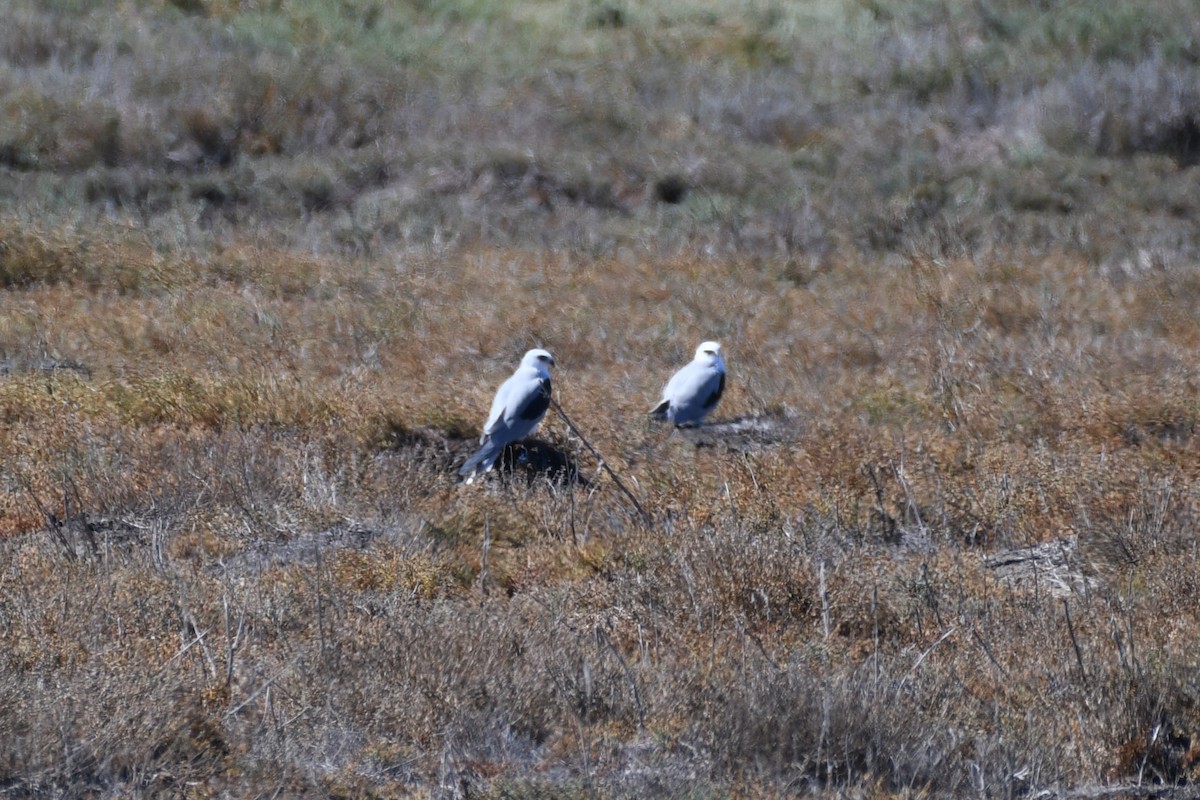 White-tailed Kite - ML643524435