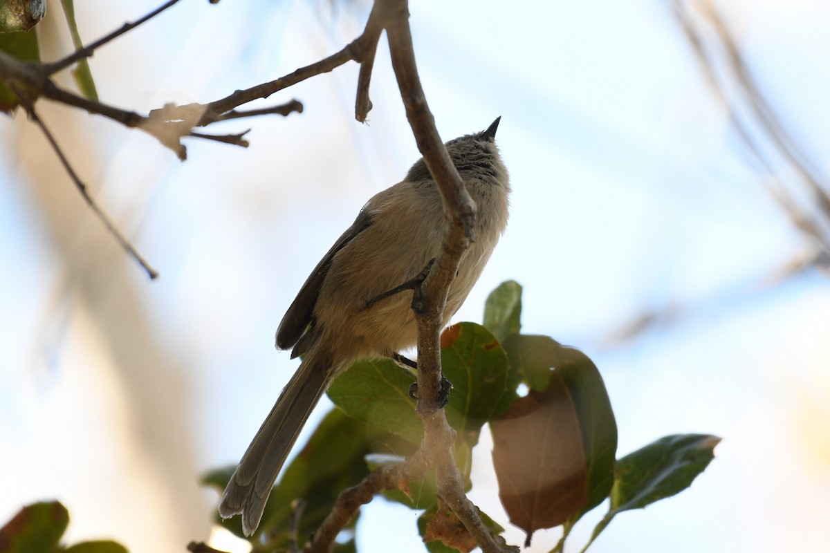 Bushtit - ML643524443