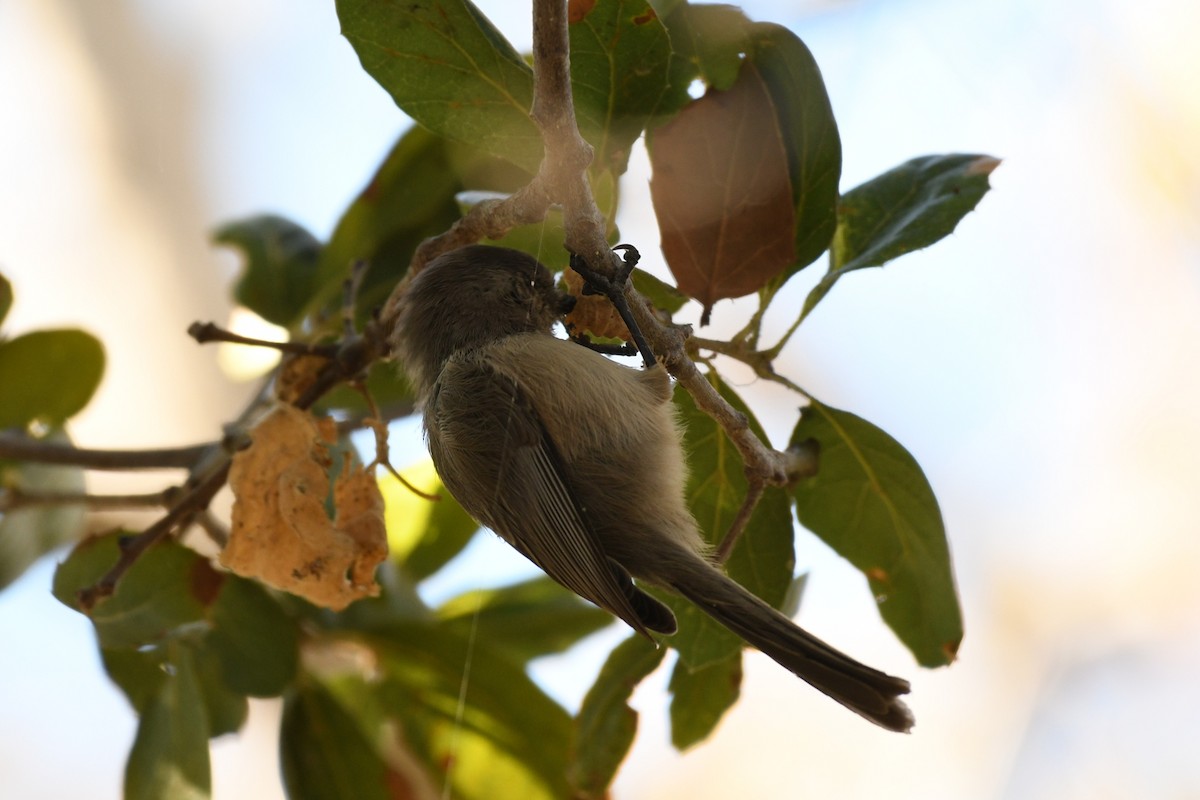 Bushtit - ML643524444