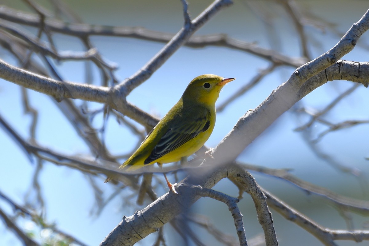 Yellow Warbler - ML643524463