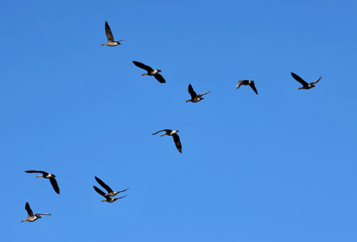 Greater White-fronted Goose (Western) - ML643524468