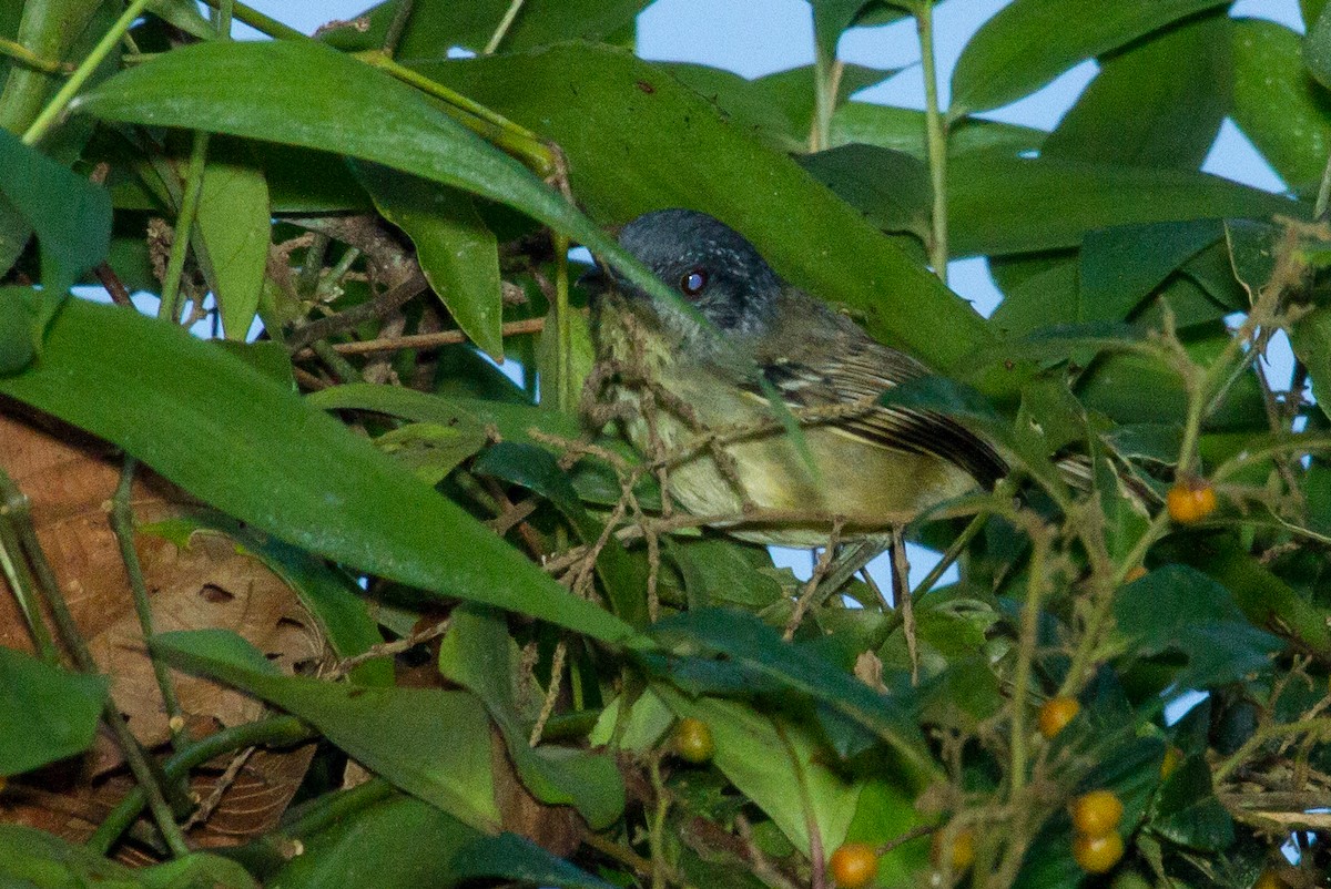 Spot-breasted Antvireo - ML643524471