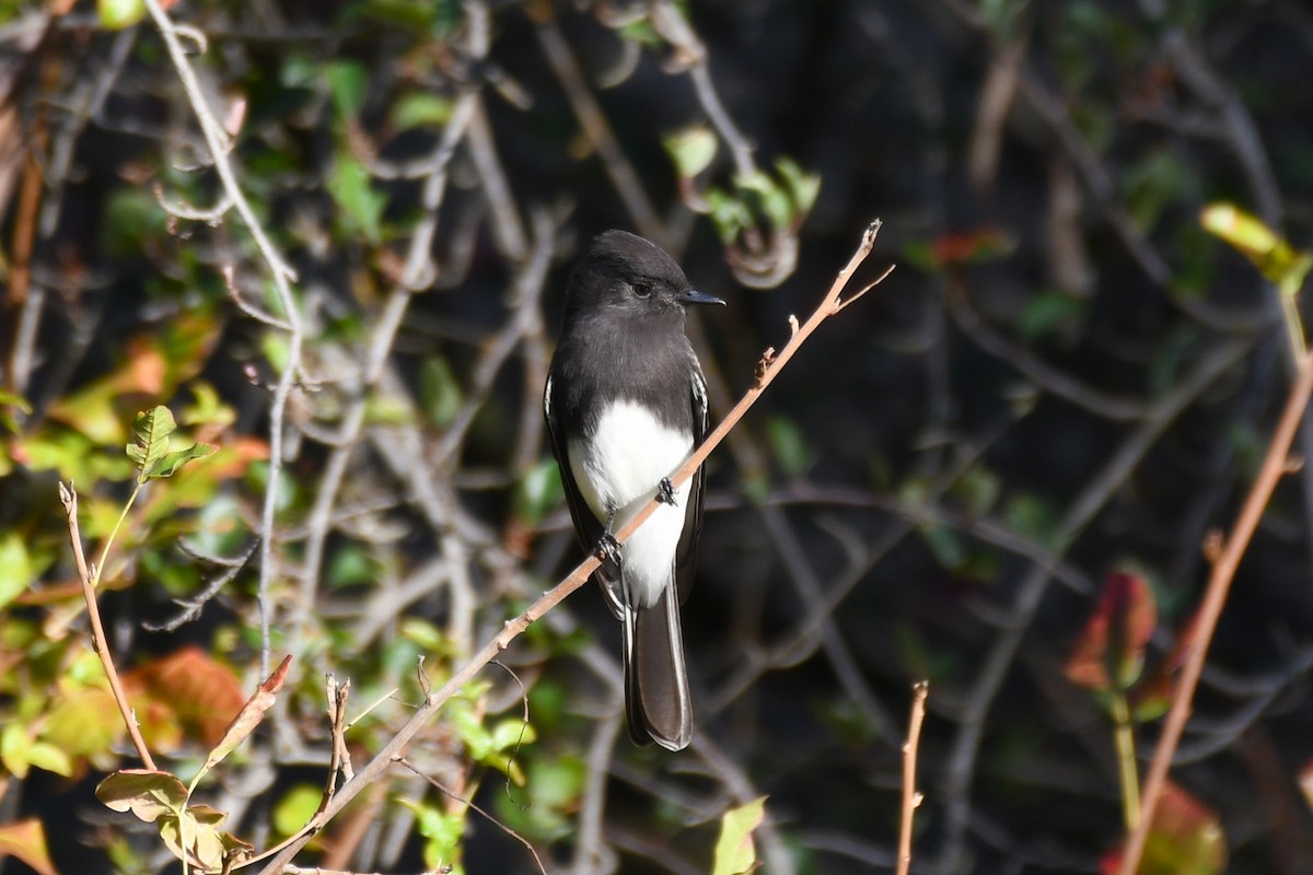 Black Phoebe - ML643524481