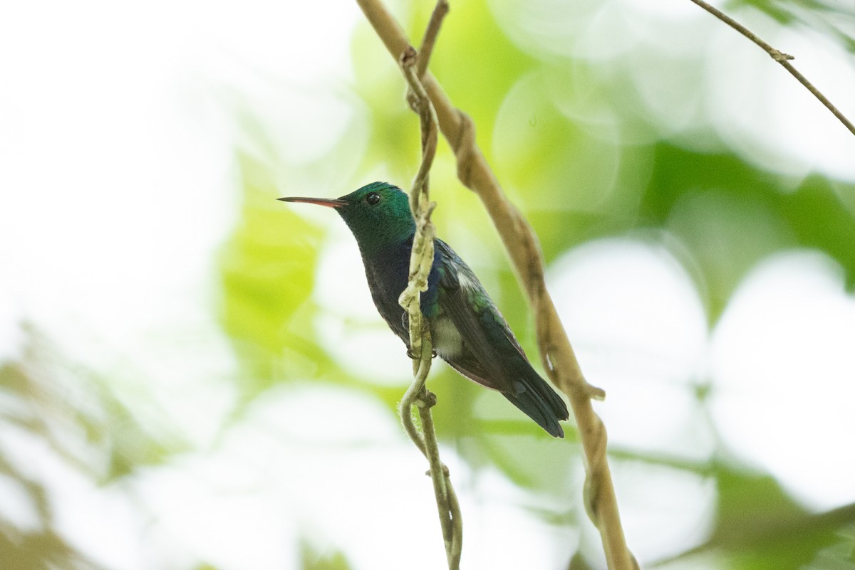 Violet-bellied Hummingbird - ML643524505
