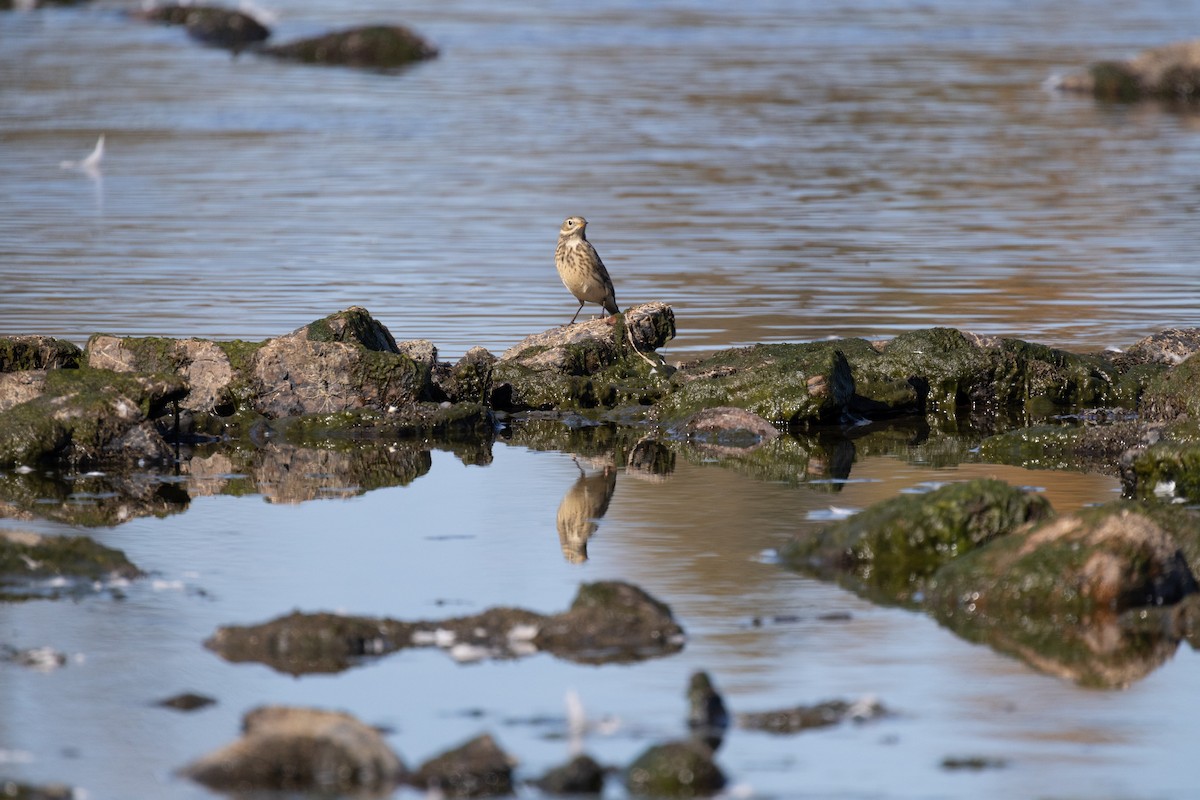 American Pipit - ML643524535
