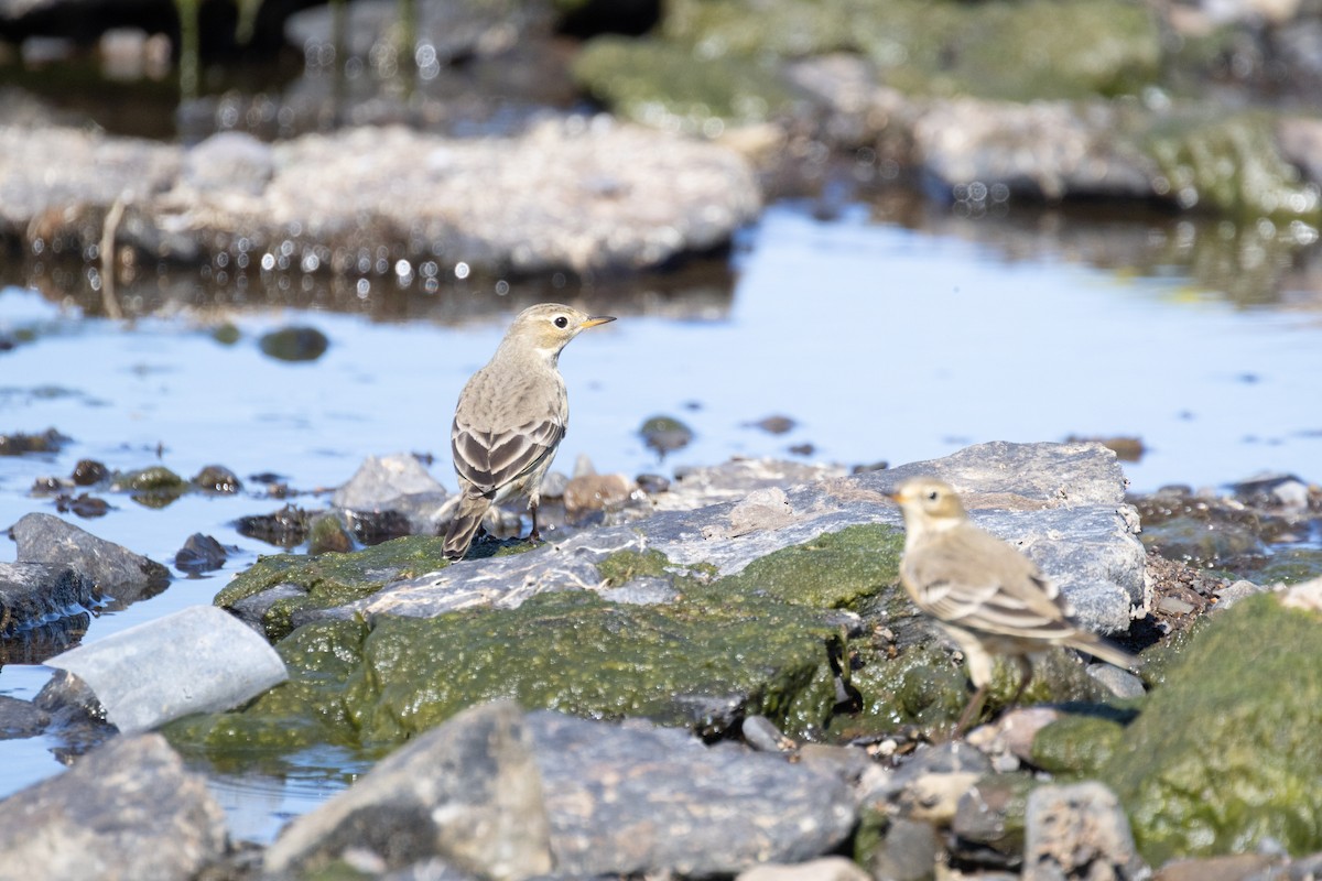 American Pipit - ML643524536