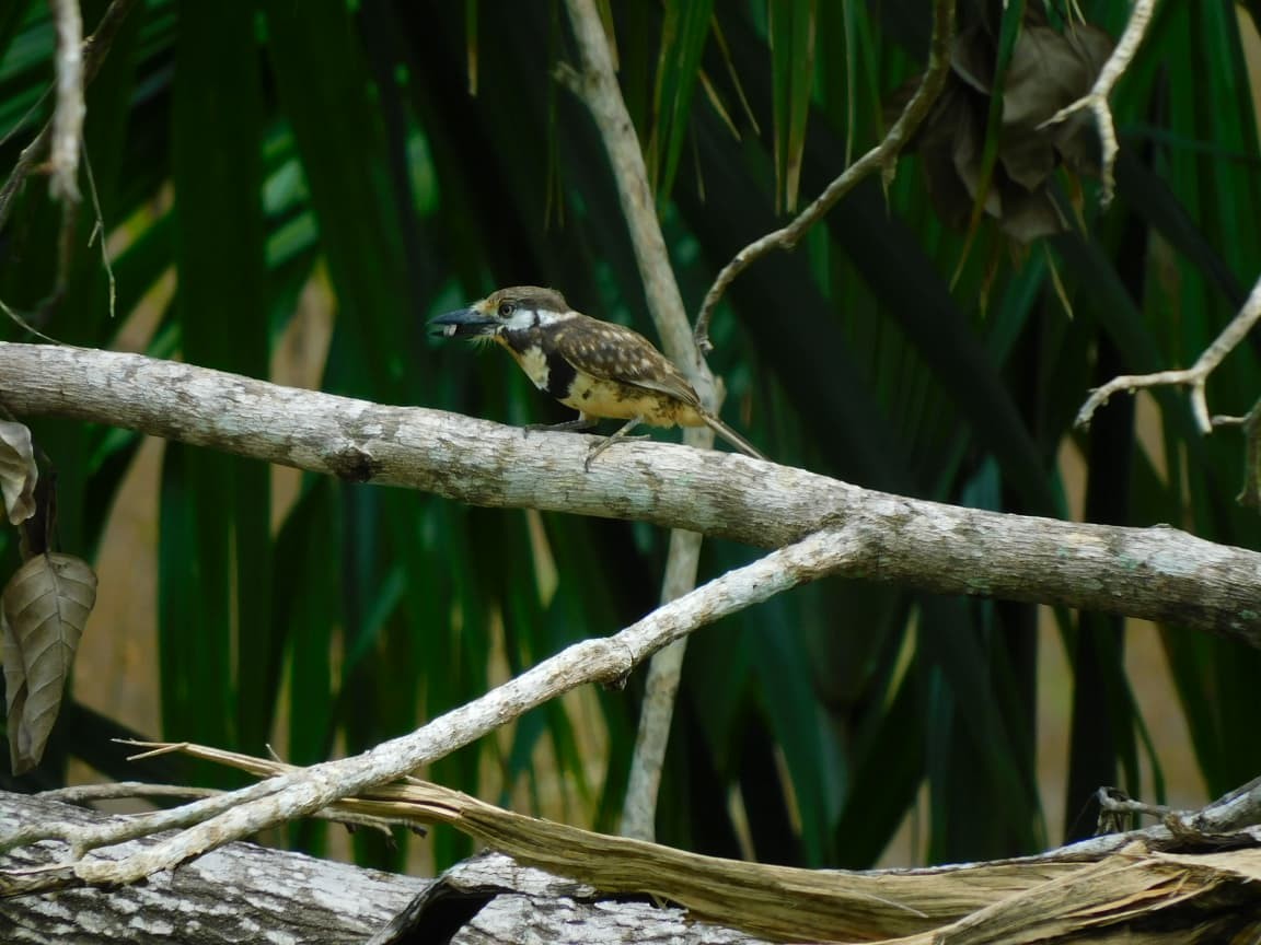 Russet-throated Puffbird - ML643524548