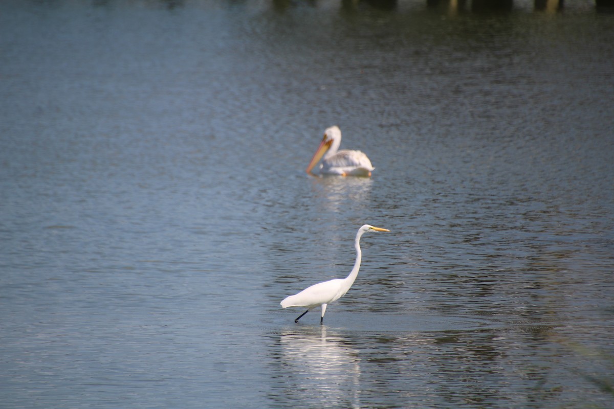 Great Egret (American) - ML643524568