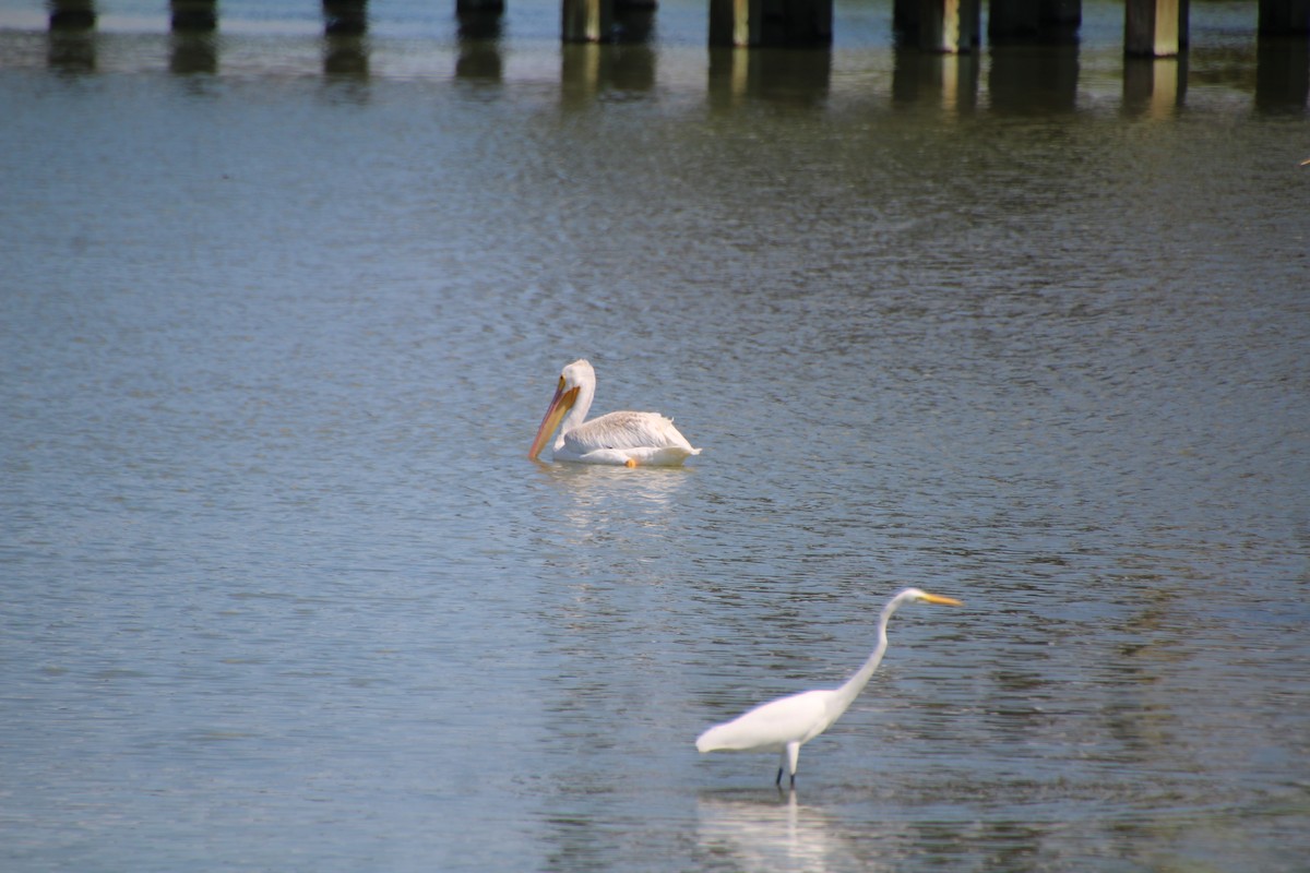 Great Egret (American) - ML643524569
