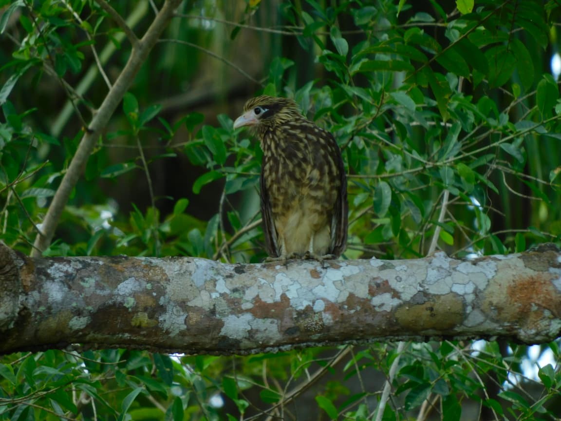 Yellow-headed Caracara - ML643524574