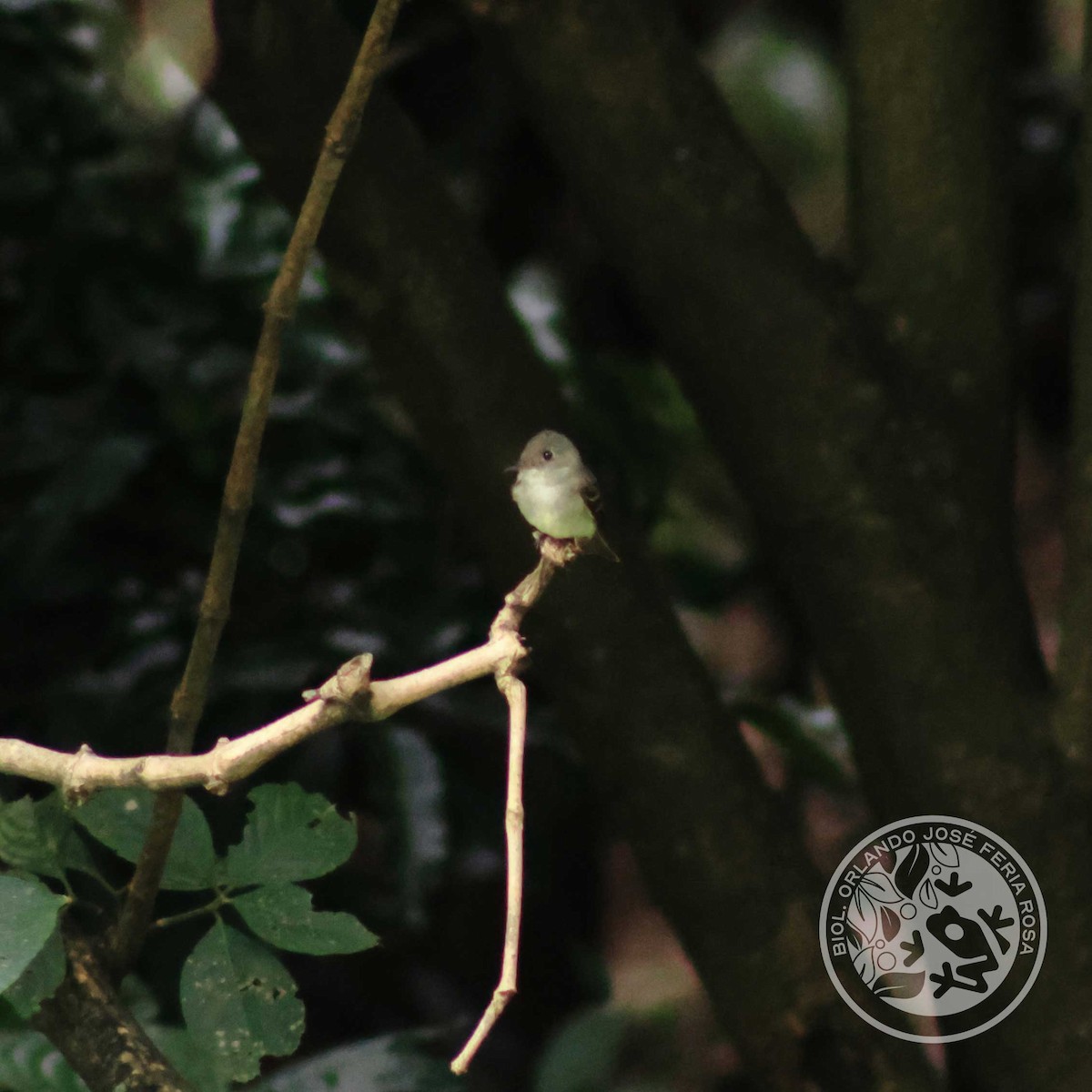 Western Wood-Pewee - ML643524588
