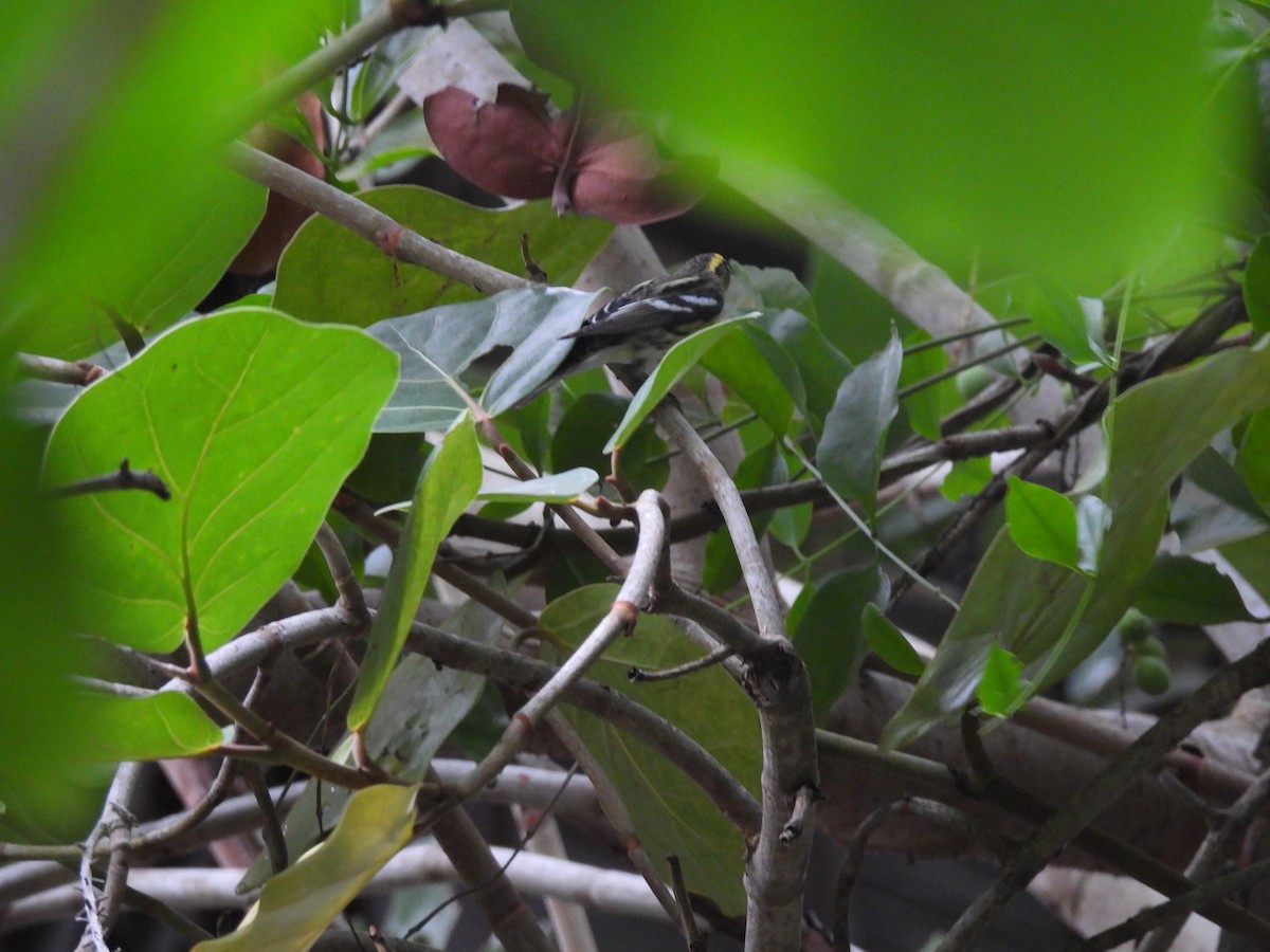 Blackburnian Warbler - ML643524601
