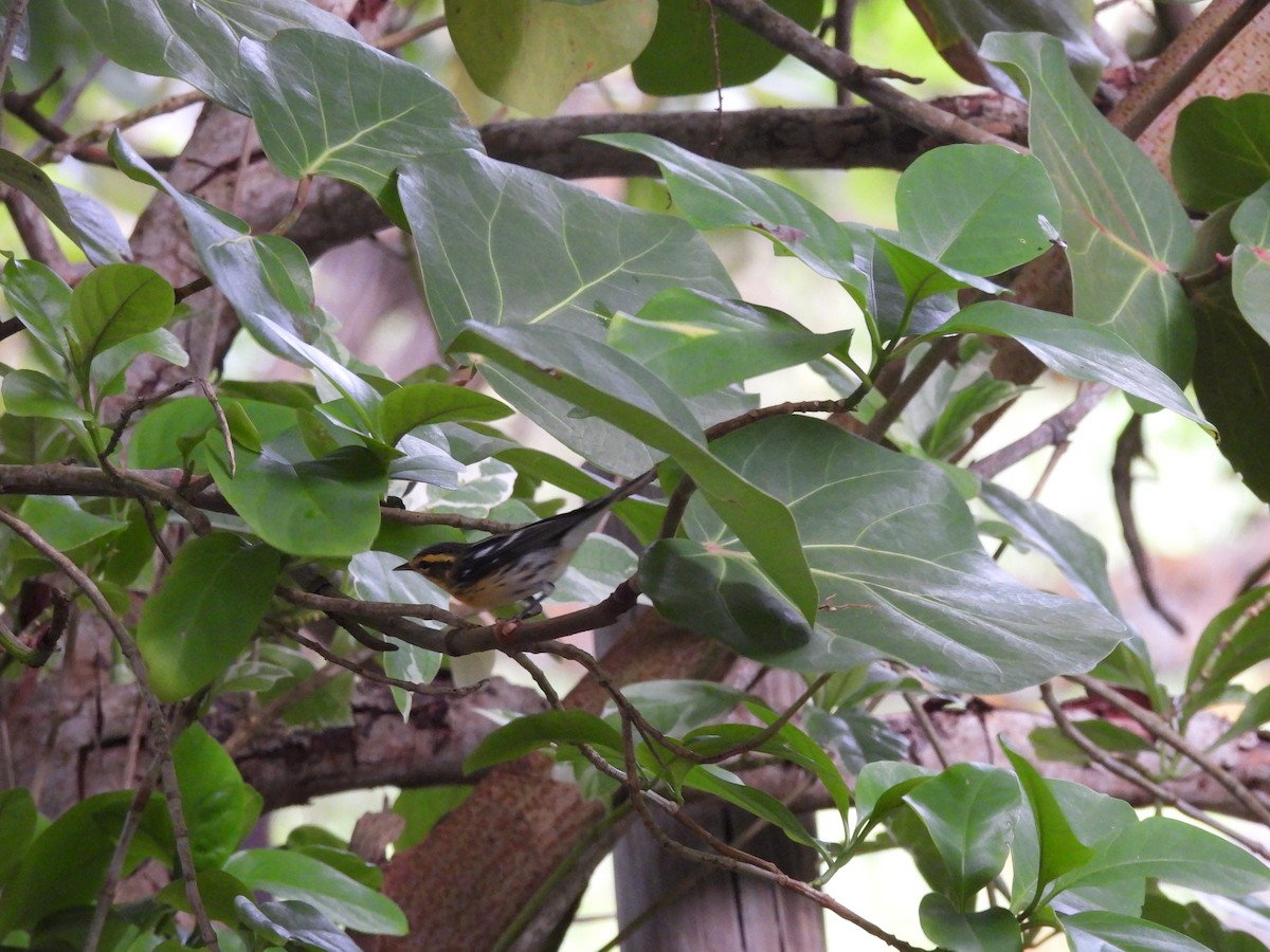 Blackburnian Warbler - ML643524603