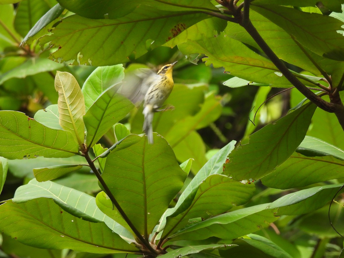 Blackburnian Warbler - ML643524604