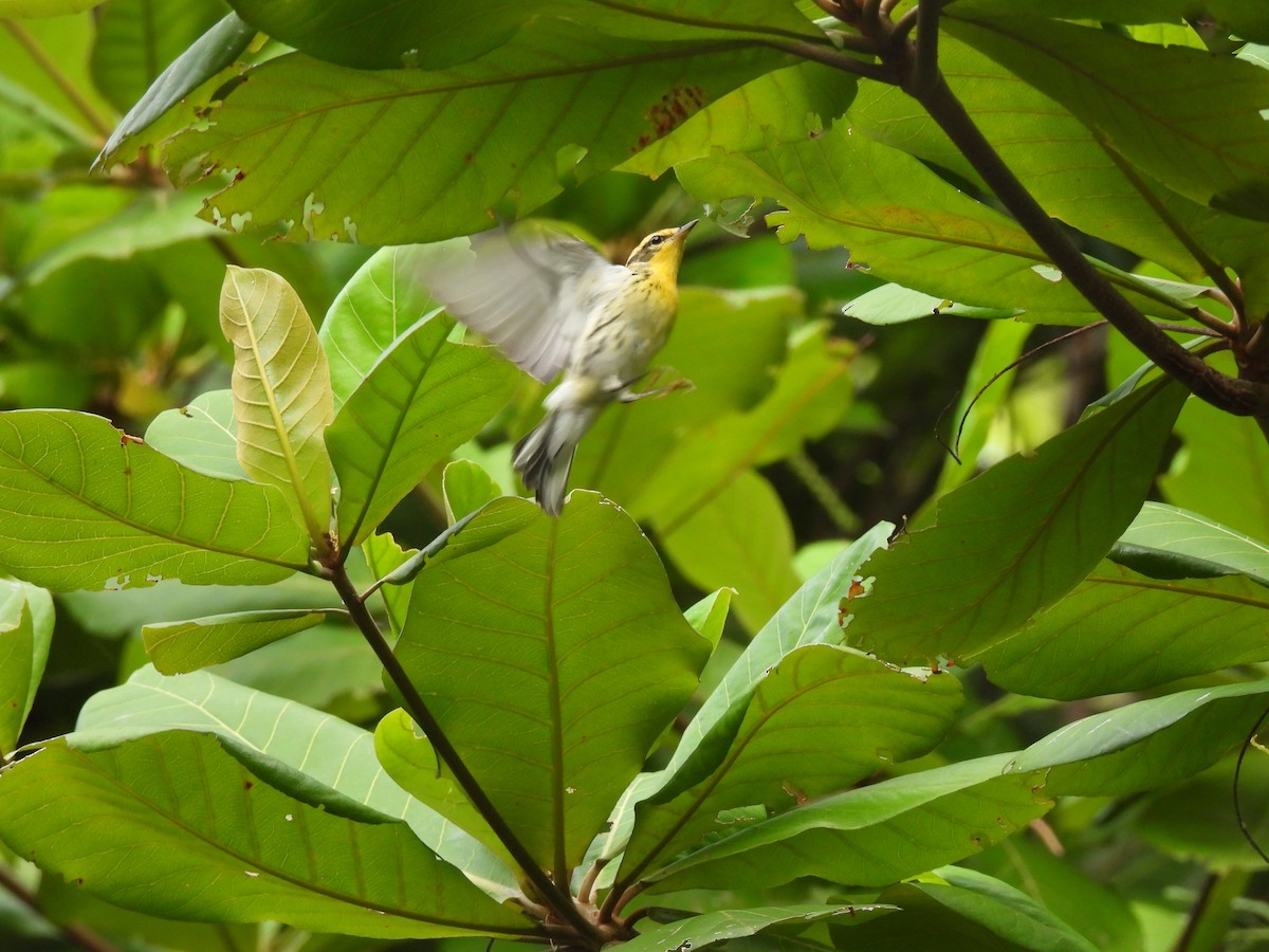 Blackburnian Warbler - ML643524605