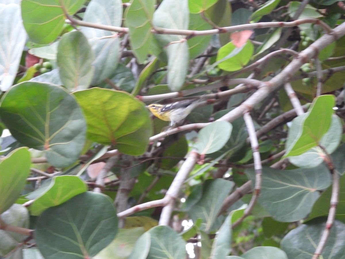 Blackburnian Warbler - ML643524606