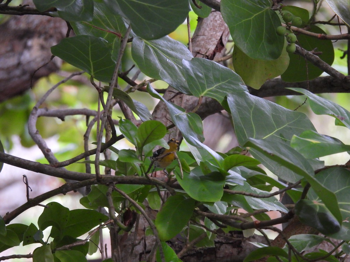 Blackburnian Warbler - ML643524609