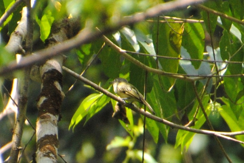 Western Olivaceous Flatbill - ML643524621