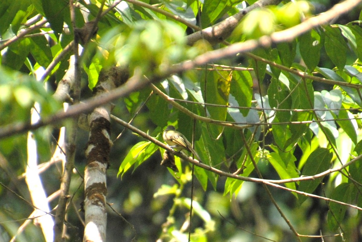 Western Olivaceous Flatbill - ML643524622