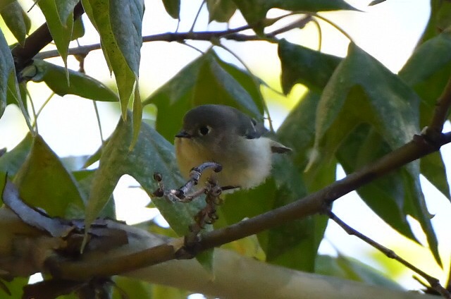 Hutton's Vireo - ML643524626