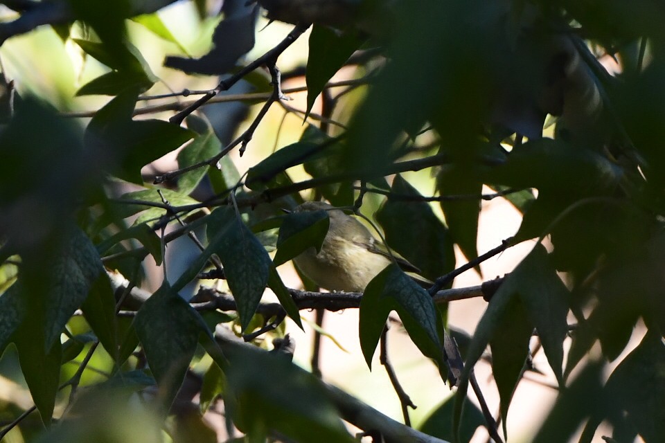 Hutton's Vireo - ML643524627
