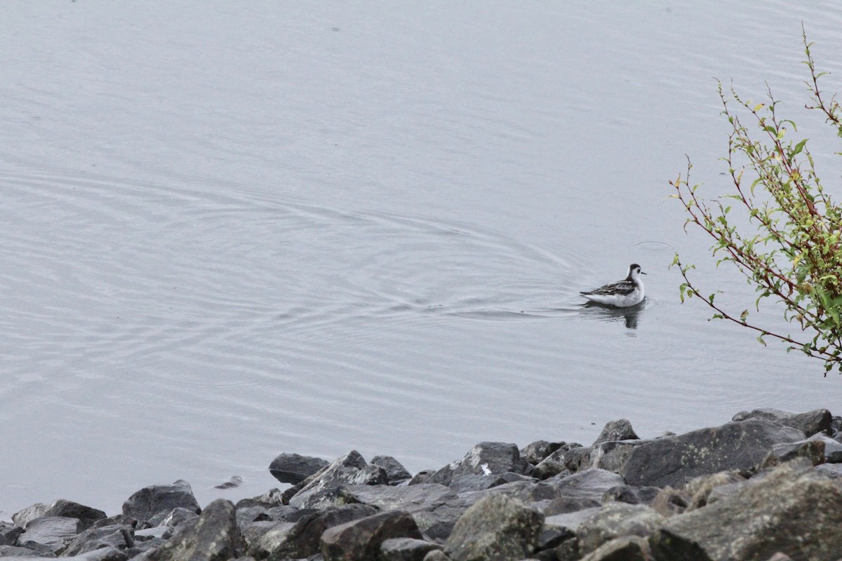 Red-necked Phalarope - ML643524629