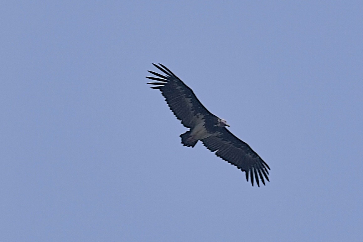 White-headed Vulture - ML643524637