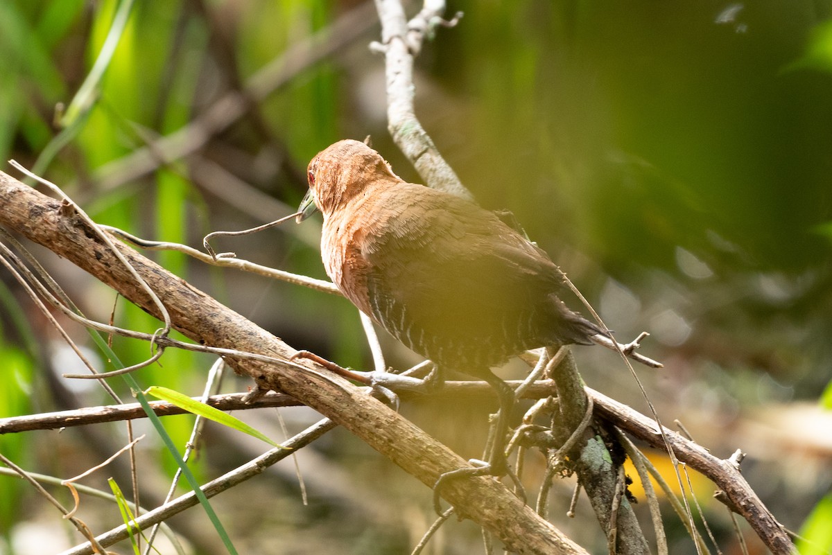 White-throated Crake - ML643524639