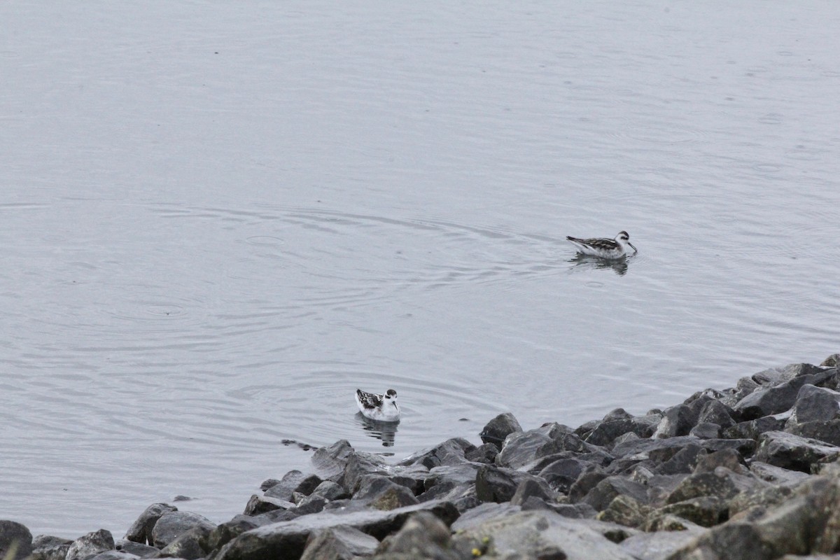 Red-necked Phalarope - ML643524640