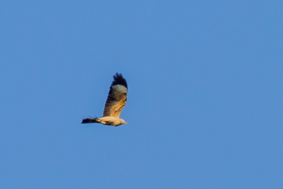 Yellow-headed Caracara - ML643524646