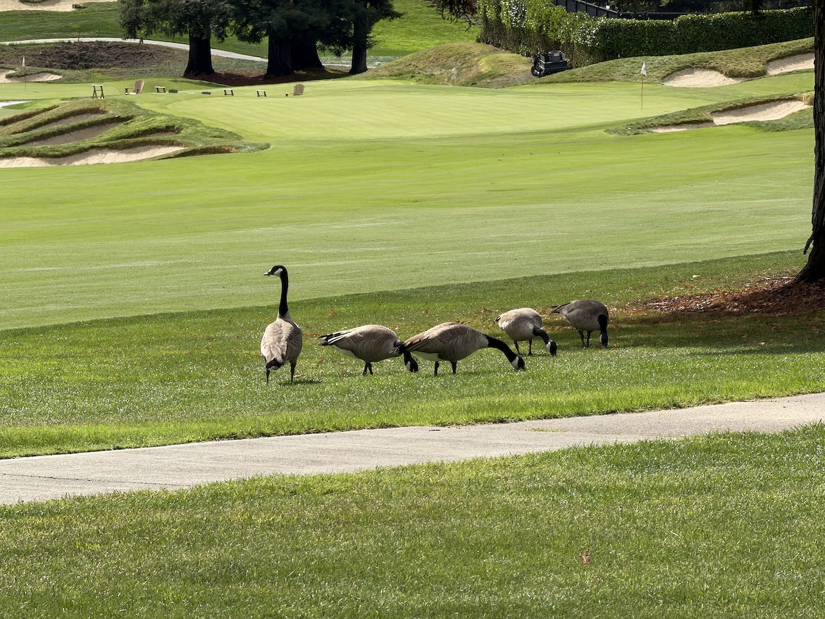 Canada Goose - ML643524663