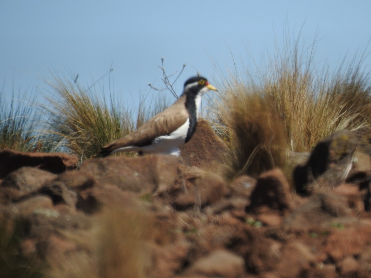 Banded Lapwing - ML643524669