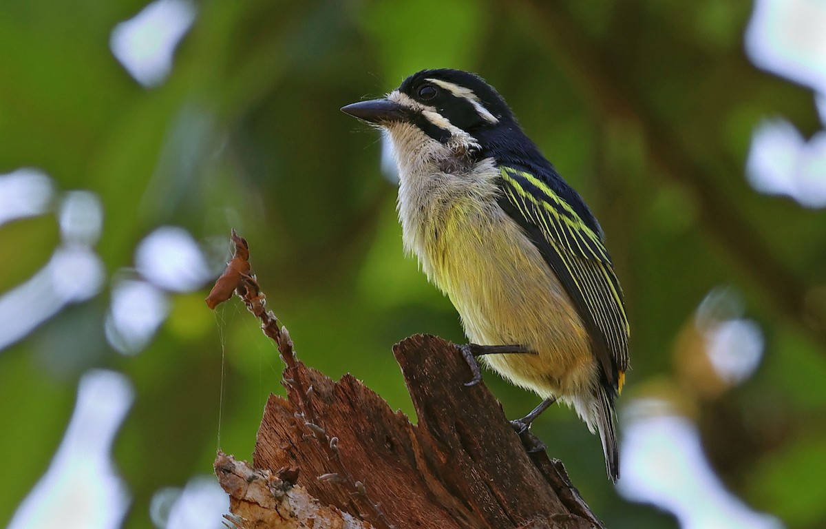 Yellow-rumped Tinkerbird - ML643524699