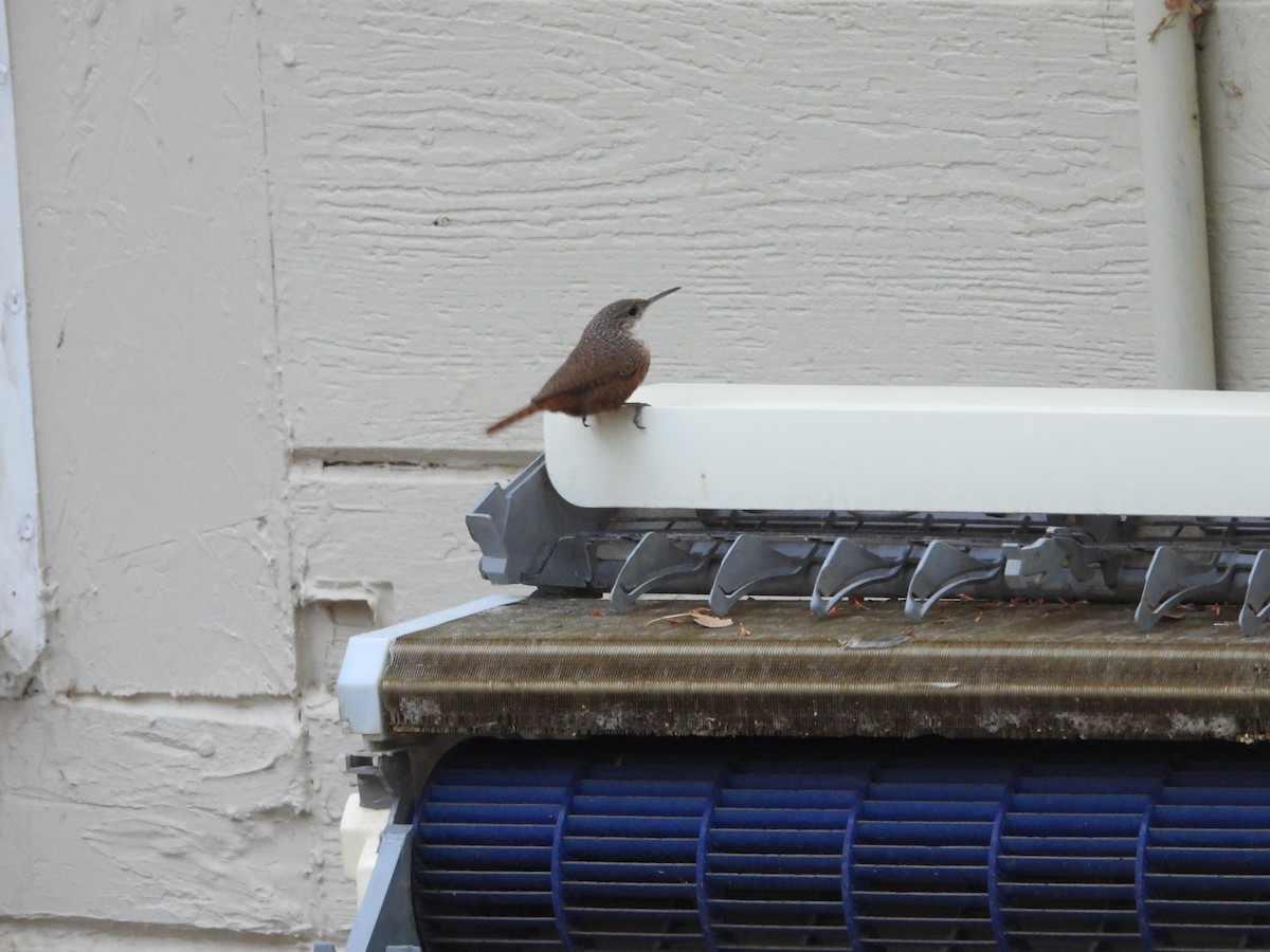 Canyon Wren - ML643524702