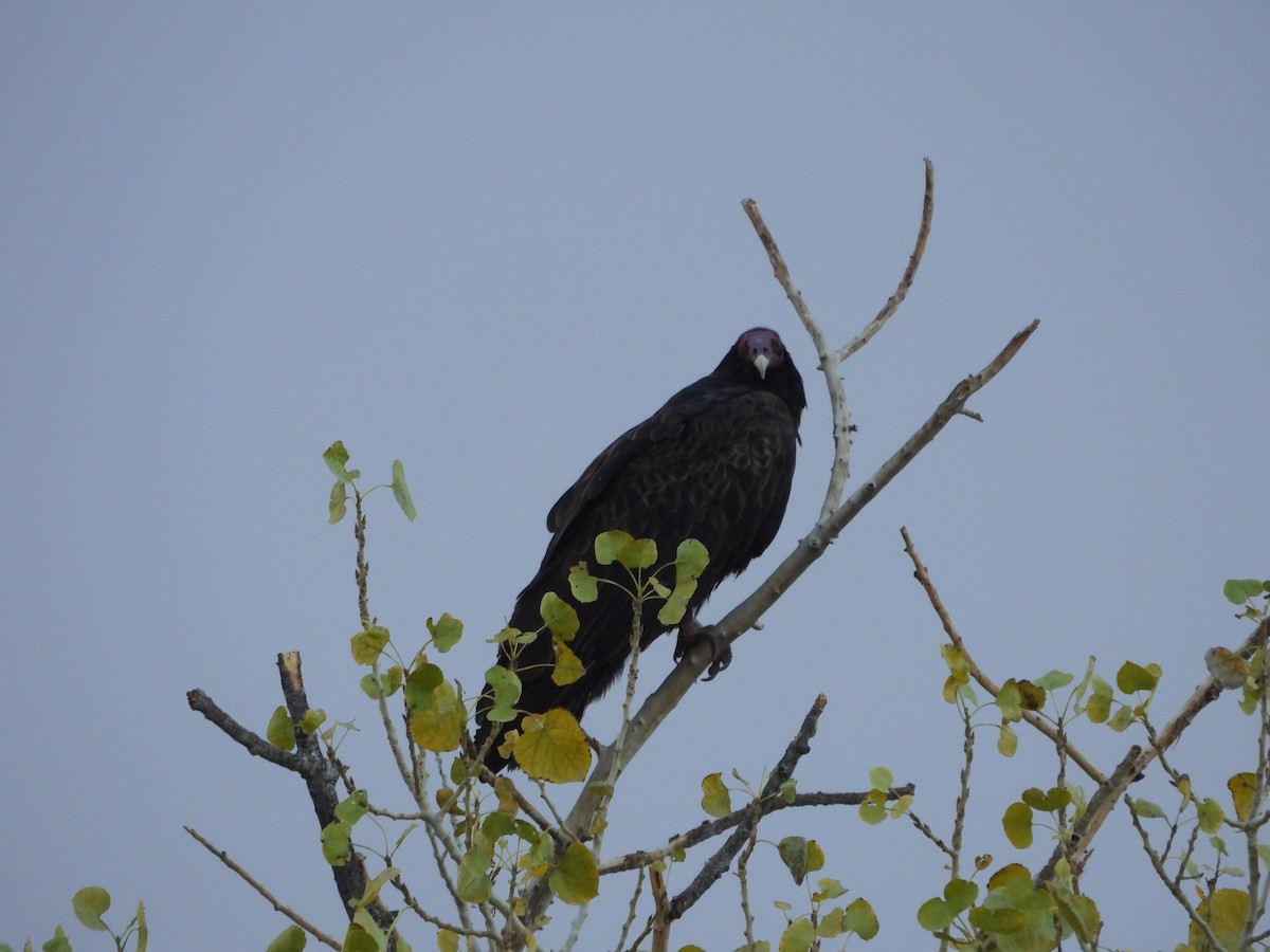 Turkey Vulture - ML643524712