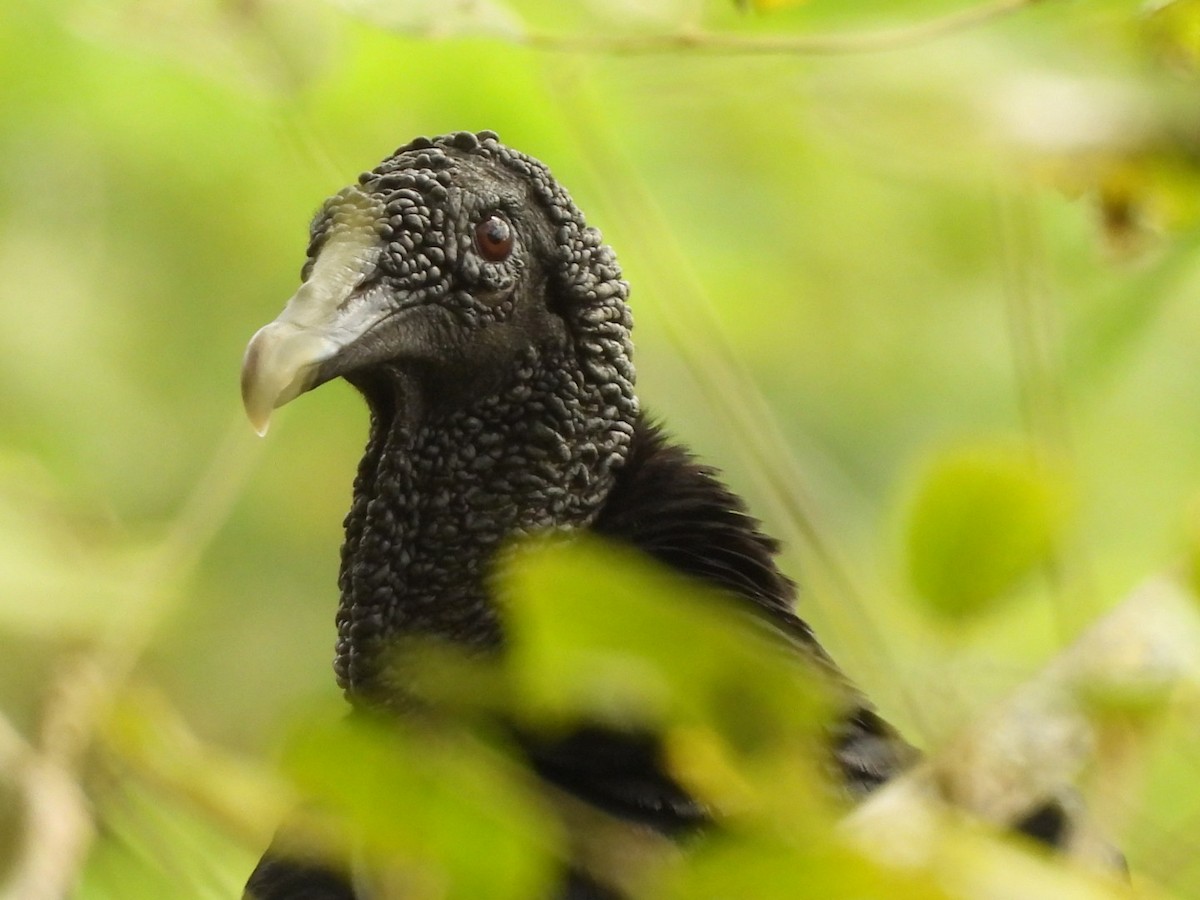 Turkey Vulture - ML643524720