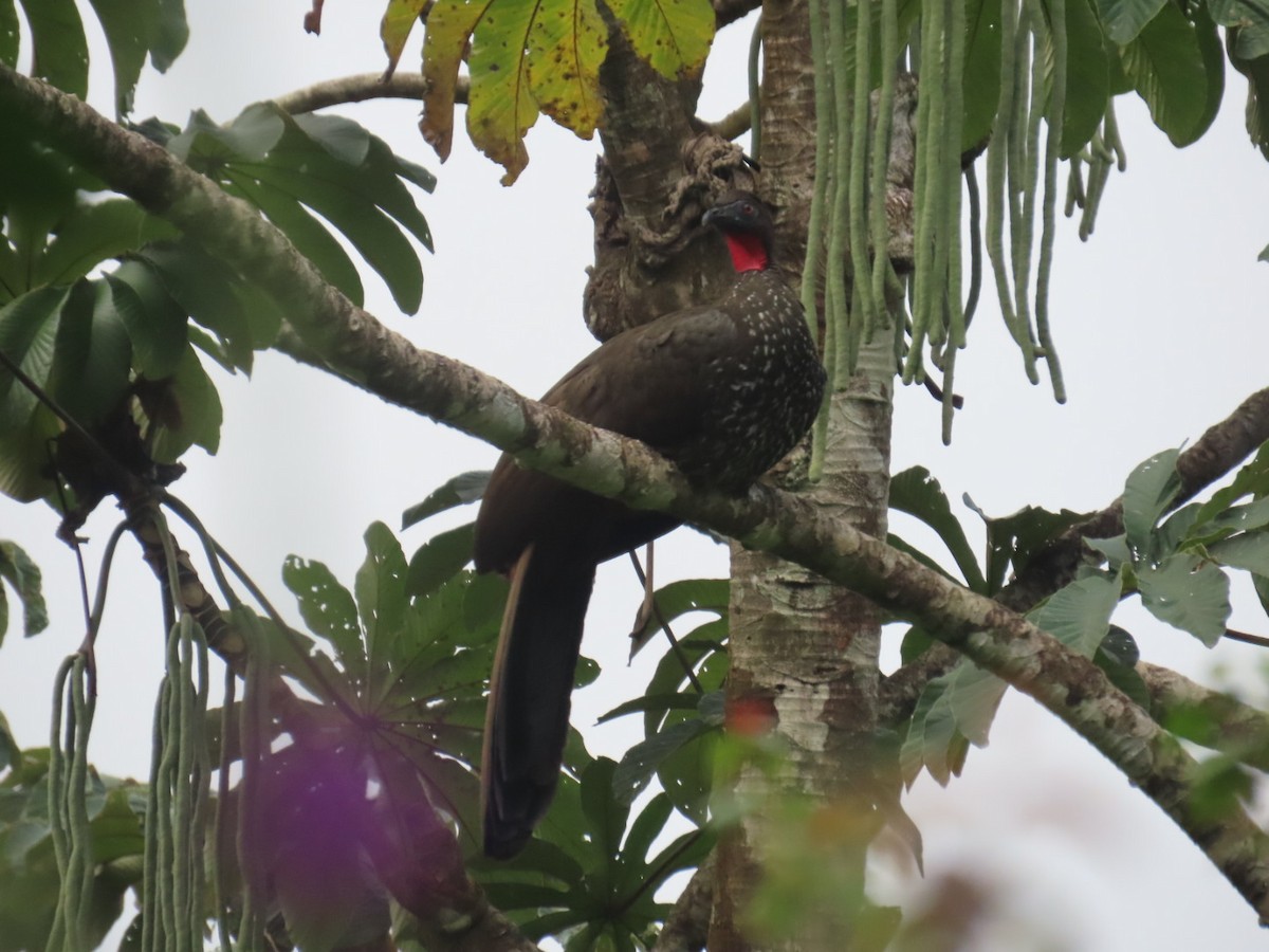 Crested Guan - ML643524725