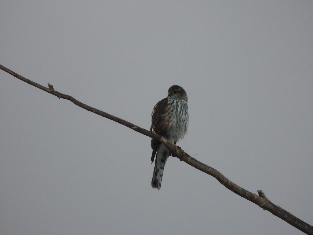 Sharp-shinned Hawk - ML643524729