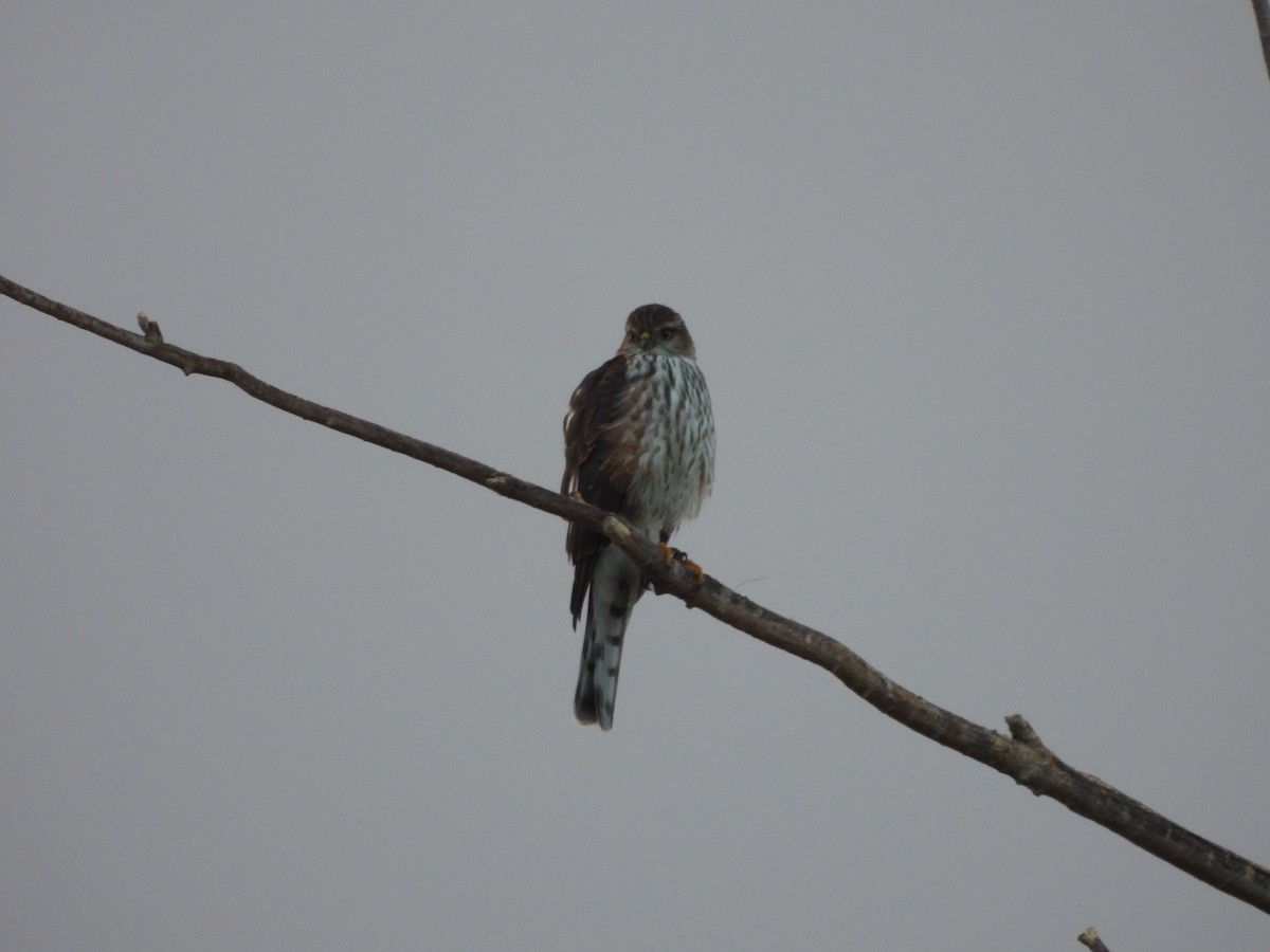 Sharp-shinned Hawk - ML643524730
