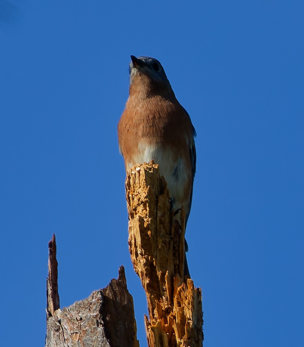 Eastern Bluebird - ML643524731