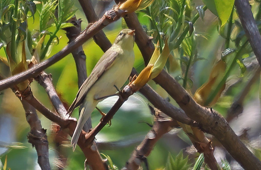 Icterine Warbler - ML643524733