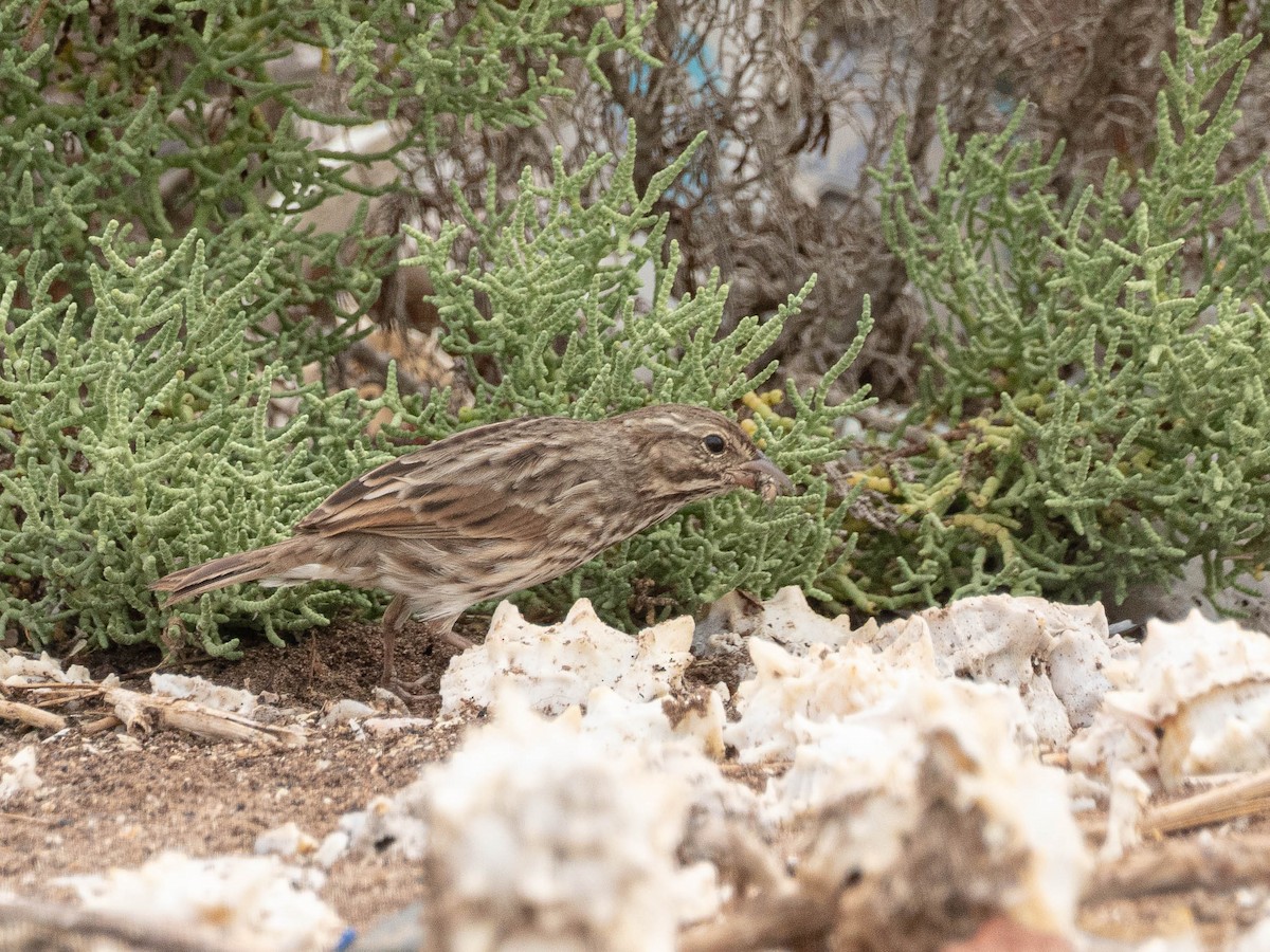 Savannah Sparrow (Large-billed) - ML643524744