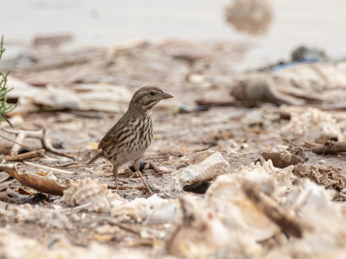 Savannah Sparrow (Large-billed) - ML643524745