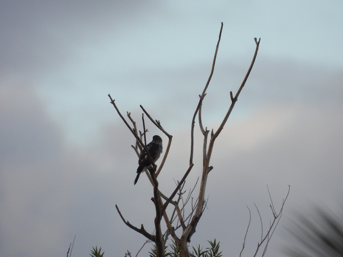 Sharp-shinned Hawk - ML643524747