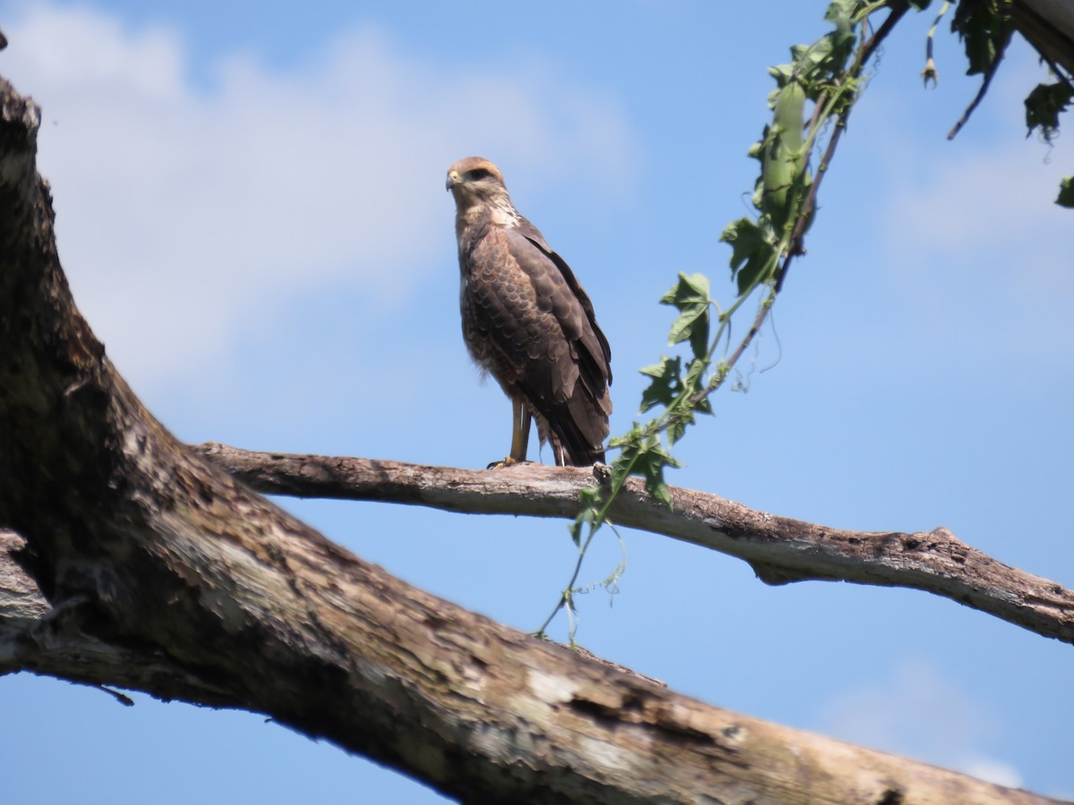 Savanna Hawk - ML643524752