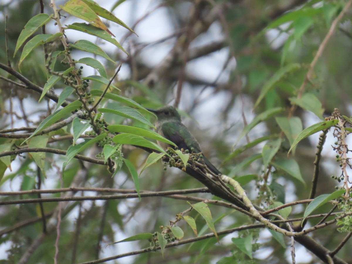 Scaly-breasted Hummingbird - ML643524756
