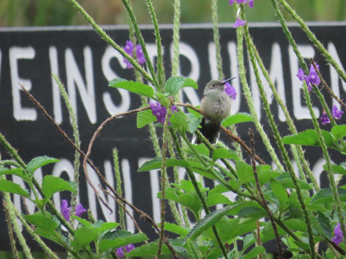 Scaly-breasted Hummingbird - ML643524757